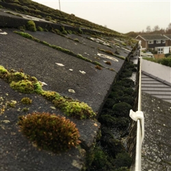 The moss invasion and a problem for gutters